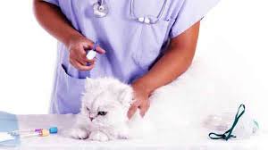 How much does it cost to vaccinate a kitten or cat? Getting The Right Kitten Vaccinations Petcarerx