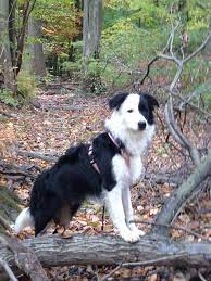 Sophie Queen Of The Woods Border Collie Days Border Collie Dog Collie Best Dog Breeds