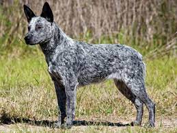 Check out our cattle dog puppy selection for the very best in unique or custom, handmade pieces from our shops. What Are Some Animals Without Tails This Is 7 Types Of Dogs Without Tail Australian Dog Breeds Stumpy Tail Cattle Dog Dog Breeds