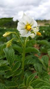 Resultado de imagen para flor