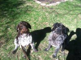 Typically we have all stages of puppy development available for sale as hunting dogs, family pets or both. Beautiful Navhda German Wirehaired Pointer Puppies For Sale In Carlisle Minnesota Classified Americanlisted Com