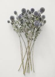 Image result for globe thistle