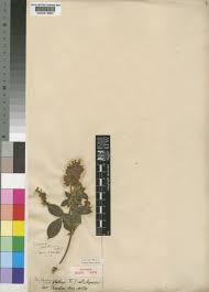 Image result for Eriosema montanum