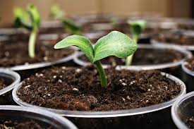 I don't know how long it is but at least 30 feet or more. 8 Garden Staples You Should Start Indoors Before Spring Off The Grid News