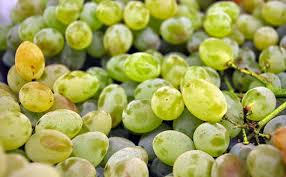 We are in central alabama and have a concord grape vine that's been an awesome producer for about 25 years or so. Growing Seedless Grapes Stark Bro S