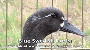 It originates from the baltic shores of pomerania, sweden (now part of modern germany and poland) where it was bred as a slow maturing, heavy meat breed. Blue Swedish Ducks For Sale