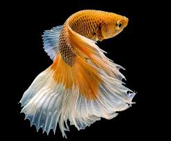 Check spelling or type a new query. Jeruk Ikan Serpih Wallpaper Hd Wallpaperbetter