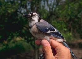 Image result for Cyanastrum johnstonii