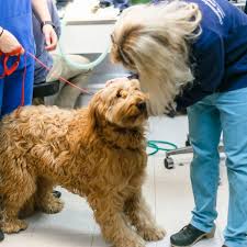Veterinarians aren't just for emergencies and accidents. Main St Veterinary Hospital Norman Ok