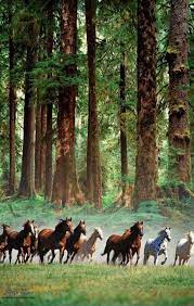 Pin By Lf Ag On Belki Bir Gun Maybe One Day Horses Horse Pictures Pretty Horses