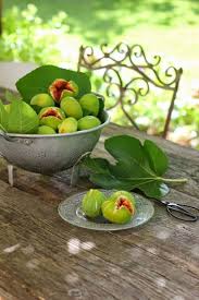 Hummingbirdcottage Fruit And Veg Vegetables Green Fig