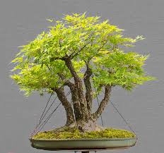 Indoor bonsai bonsai plants bonsai garden bougainvillea bonsai maple bonsai juniper bonsai pine bonsai bonsai forest bonsai tree types. Bonsai Bark Page 50 Stone Lantern