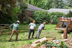 Pin On Tree Removal Fairfax Va