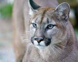 Also commonly known as the cougar and the mountain lion. Puma Animal Facts Felis Concolor Az Animals