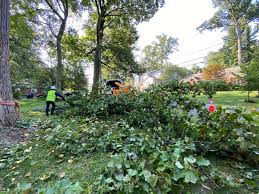 Enlist the help of northern virginia tree service experts from big steve's tree care! Residential Tree Removal Project Gallery Near Falls Church Virginia