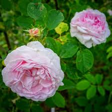 Image result for Chloris