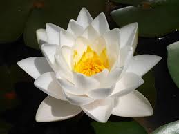 Nymphaea Siam Jasmine Tropical Waterlily 5 Lotus Flower Photography Amazing Flowers Water Lilies
