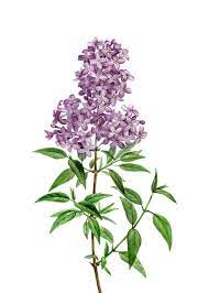Blooming Persian Lilac Poster By Holy Rock Design Displate In 2021 Botanical Illustration Vintage Flower Illustration Lilac Flowers
