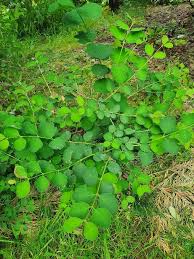 Image result for Phyllanthus paxii