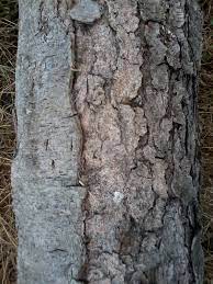 Best Types Of Hardwood Trees To Use For Firewood Oak Cherry Sassafras Locust And Ash Hardwood Tree Identification Firewood