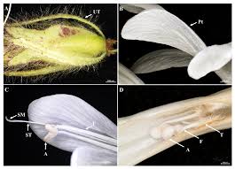 Image result for Barleria oxyphylla