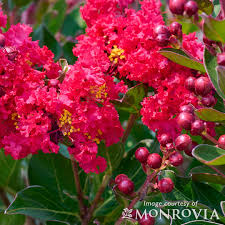 Image result for Lagerstroemia