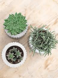 Im video wird ihnen gezeigt, wie sie einen stylischen blumentopf selber machen können. Diy Blumentopf Aus Beton Fur Kakteen Und Sukkulenten Dekoideenreich