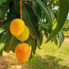 Image result for Mangifera