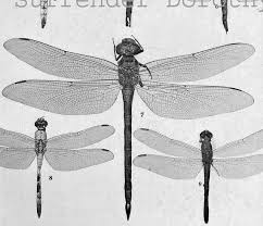 Dragonfly Micrathyria Libellula Insect Chart 1907 Edwardian