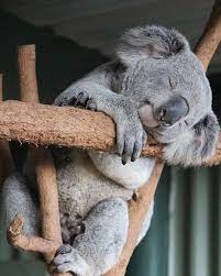twitter funny koala cute animals baby animals
