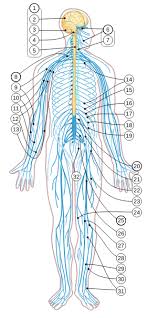 See more ideas about nervous system diagram, nervous system, nervous. Datei Nervous System Diagram Numbered Svg Wikipedia