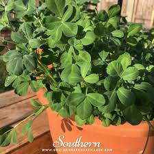 Image result for Trigonella