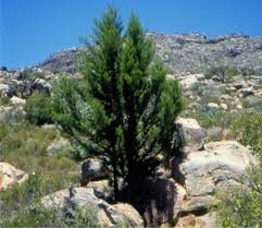 Image result for Widdringtonia whytei