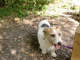 Wire Hair Jack Russell Dachshund Mix Dachshund Mix Jack Russell Little Dogs