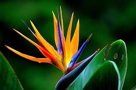 Boka ditt hotell hos expedia.se! Botanischer Garten Im Stadtpark Hardt