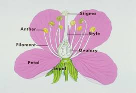 Beecheii bee seemed to change their floral resource use, both show ' resource partitioning ' to avoid competition. Bees Butterflies And Flowers Carolina Com