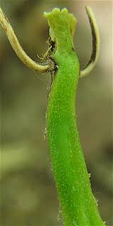 Image result for Smilax  tamnoides