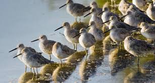 Bing Image 2 Apr 12 Willets In J N Ding Darling National Wildlife Refuge On Sanibel Island Florida National Wildlife Refuge Sanibel Sanibel Island