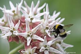 Image result for Bombus cryptarum