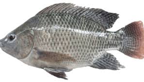 Ikan nila biasanya bisa dipanen setelah dua bulan, dengan ukuran 200 gram ikan nila salin yang dipanen oleh bapak nugroho dari kabupaten pati terbukti lebih besar. Usa Ternyata Penikmat Ikan Nila