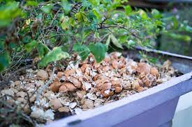An old wives tale, many gardeners spread crushed old shells around their plants to protect them from slugs, snails, cutworms and other. Using Eggshells For Tomato Plants Myth Or Magic Tomato Bible