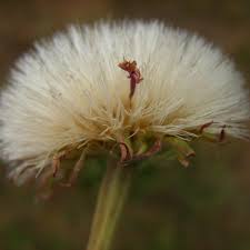 Image result for Vernonia galpinii