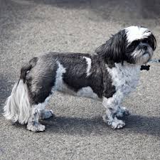See more ideas about shih tzu grooming, shih tzu, shih tzus. The Top 8 Shih Tzu Haircuts And Styles Spiritdog Training
