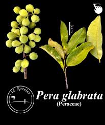 Image result for Peraceae