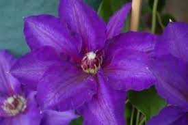 Maybe you would like to learn more about one of these? Clematis Vancouvertm Danielle