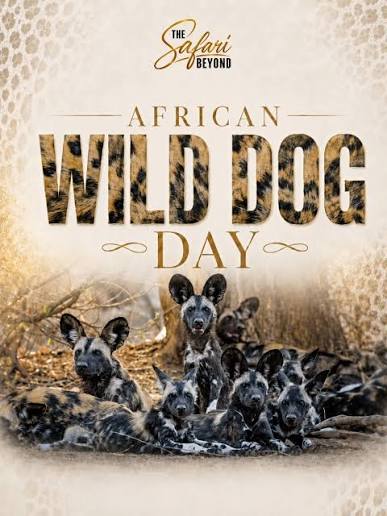 Some of Africa's greatest hunters don't roar. They run together. 🐾 Today is African Wild Dog Day — a day dedicated to one of Africa's most extraordinary, intelligent and endangered predators. Also