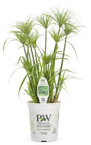 Image result for Cyperus sp. no. 1