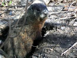 This Groundhog Day Forecast May Spoil Friday'S Predictions - The Weather  Network