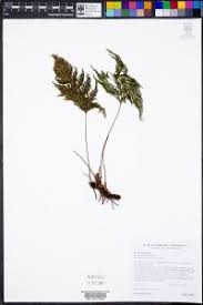 Image result for Abrodictyum rigidum