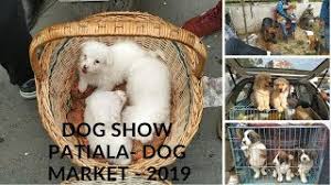 German shepherd puppies in patiala. 46 Mb Dog Show Patiala 2019 Dog S Puppy S Market Bhola Shola Harwinder Singh Grewal Download Lagu Mp3 Gratis Mp3 Dragon